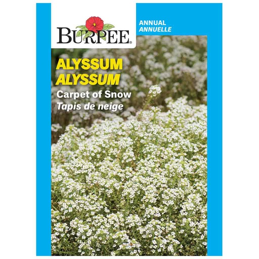 [10081254] BURPEE ALYSSUM - CARPET OF SNOW