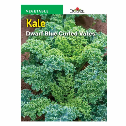 [10081336] BURPEE KALE - DWARF BLUE CURLED VATES