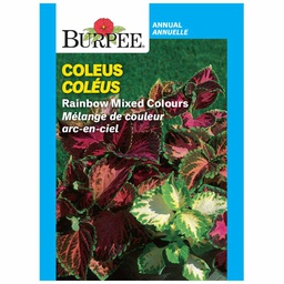 [10081368] BURPEE COLEUS- RAINBOW MIXED COLOURS