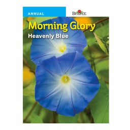 [10081388] BURPEE MORNING GLORY - HEAVENLY BLUE