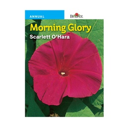 [10081390] BURPEE MORNING GLORY - SCARLETT O'HARA