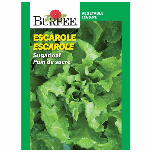 [10081606] BURPEE ESCAROLE - SUGARLOAF