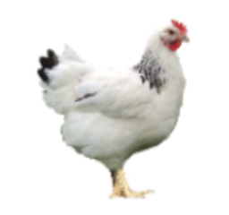 [300-VYP] FREY'S DAY OLD IVORY DUAL PURPOSE PULLETS