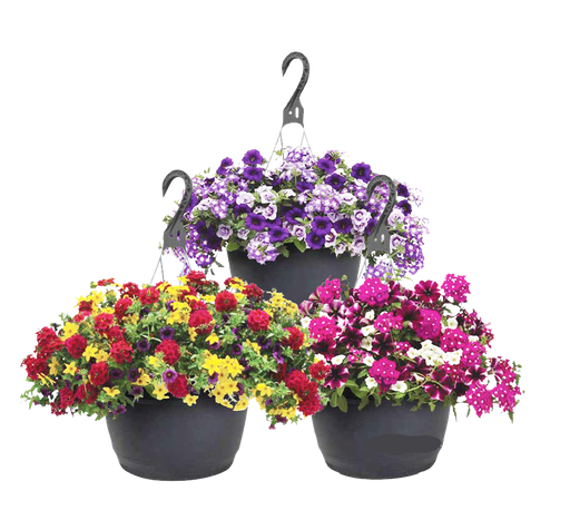[10087778] SNIPPE GREENHOUSE 10" HANGING BASKET ASST'D