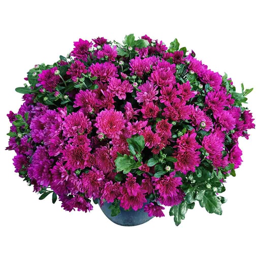 [10089172] SNIPPE HARDY MUM 10"