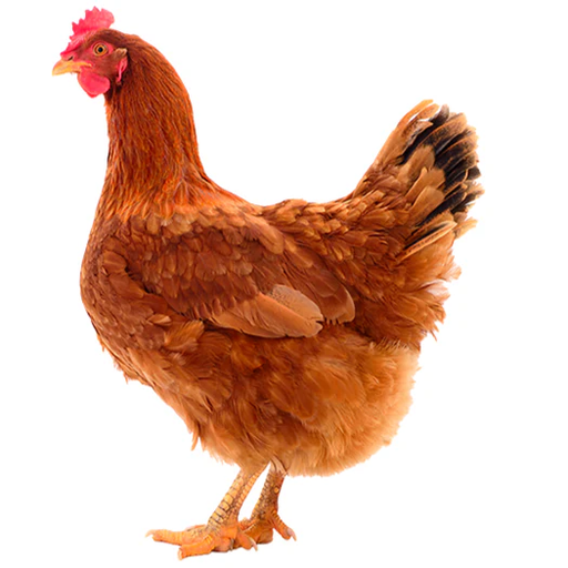 [10091032] FREY'S READY TO LAY SCARLET PULLETS