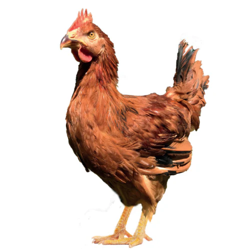 [10091034] FREY'S READY TO LAY SCARLET COCKEREL