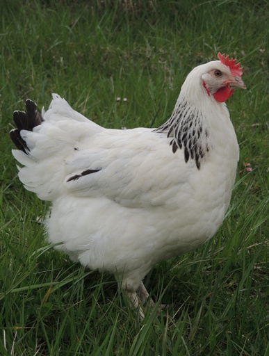 [10091040] FREY'S READY TO LAY IVORY PULLETS