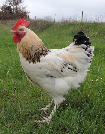 [10091042] FREY'S READY TO LAY IVORY COCKEREL