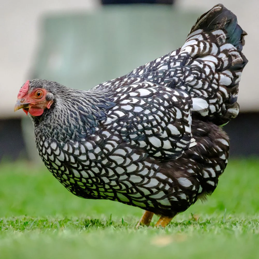 [10091044] FREY'S DAY OLD SILVER PULLETS