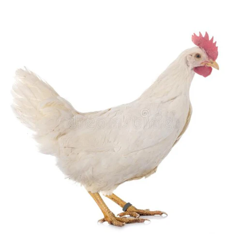 [10092986] FREY'S READY TO LAY LEGHORN PULLETS