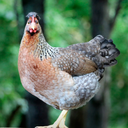 [10094848] FREY'S DAY OLD OLIVE PULLETS