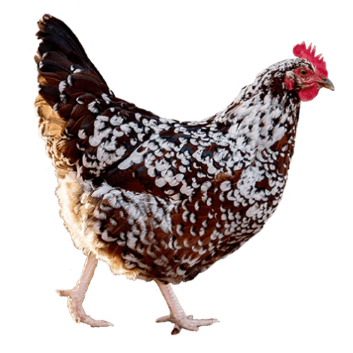 [10094856] FREY'S READY TO LAY SPECKLED SUSSEX COCKEREL
