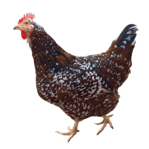 [10094858] FREY'S READY TO LAY SPECKLED SUSSEX PULLETS