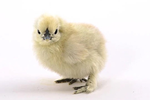 [10110106] FREY'S DAY OLD SILKIE SPECIALTY NON-SEXED