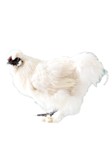 [10146168] FREY'S READY TO LAY SILKIE SPECIALTY COCKEREL