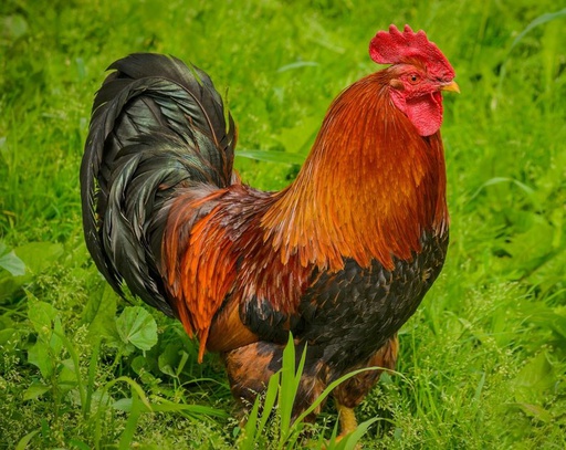 [10146172] FREY'S READY TO LAY WELSUMMER COCKEREL