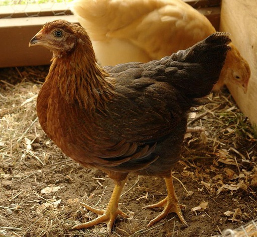 [10146174] FREY'S READY TO LAY WELSUMMER PULLETS