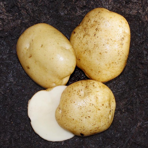 [10004716] GOLDEN CREEK SUPERIOR MID SEASON POTATOES 50LB