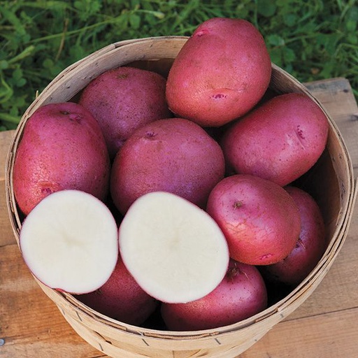 [10004718] GOLDEN CREEK RED CHIEFTAN MID/LATE SEASON POTATOES 50LB