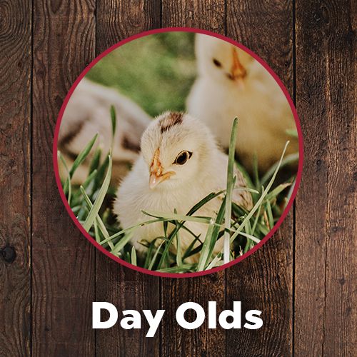 Clickable image to be taken to the Frey's Day Olds breed directory. Image of a chick and broken egg