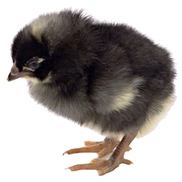 [300-BRNS] FREY'S DAY OLD BARRED PLYMOUTH ROCK NON SEXED