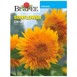 [182-886993] BURPEE SUNFLOWER - CITRUS