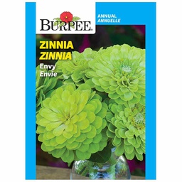 [182-887204] BURPEE ZINNIA - ENVY