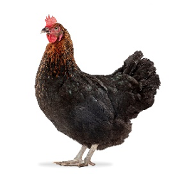 [300-NNP] FREY'S DAY OLD NOIRAN PULLETS