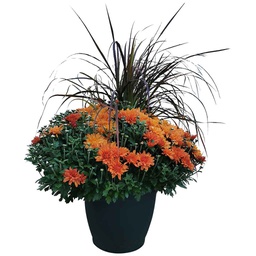 [176-123455] SNIPPE MUM WITH GRASS 13&quot;